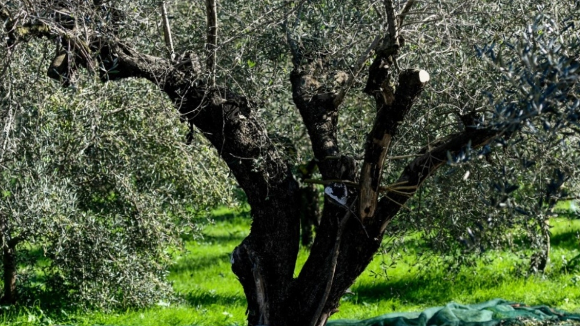 Κλιματική αλλαγή: Πώς επηρέασε την άνοδο στην τιμή του λαδιού - «Δεν έχουμε πια χειμώνα, στην Ελλάδα οι ελιές σπανίζουν»