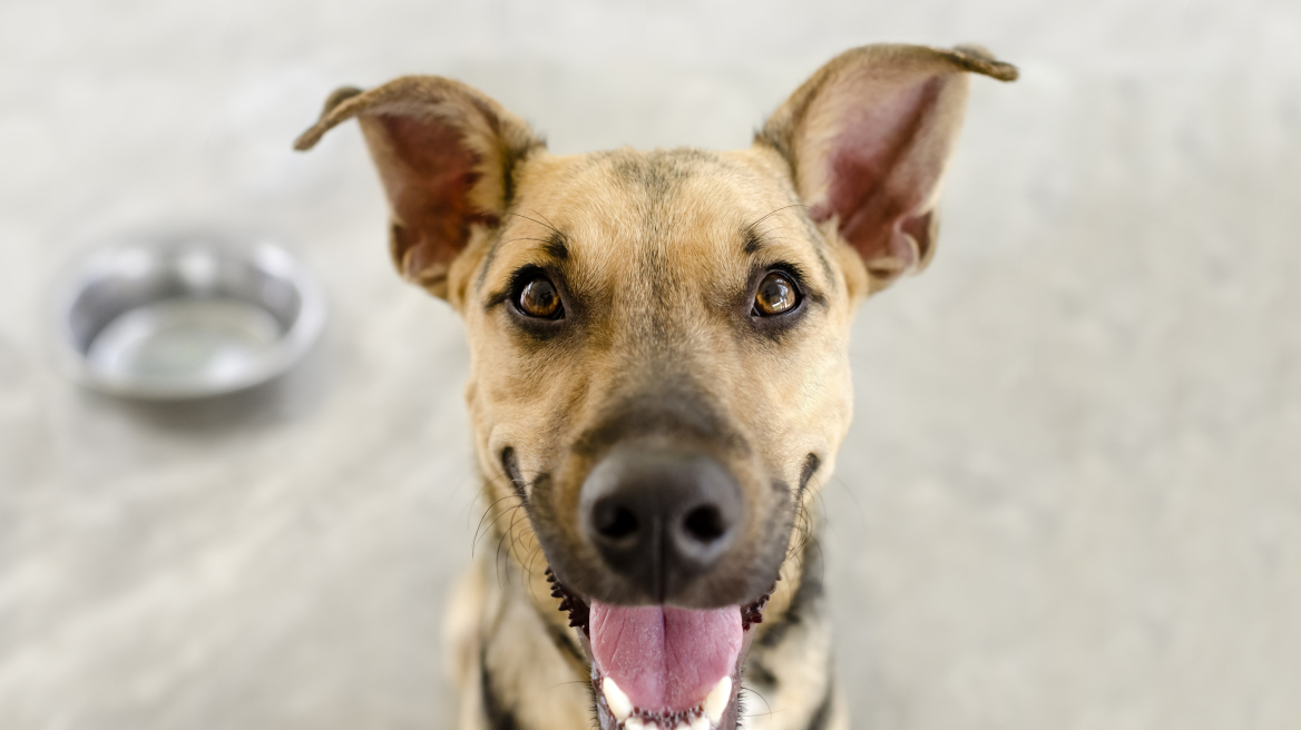 Γιατί ο σκύλος σας σάς κοιτάζει επίμονα