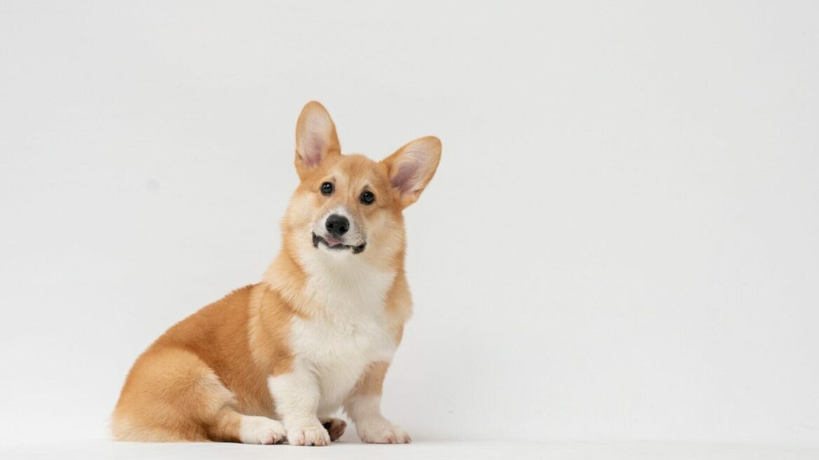 Corgis: Fun facts για τους σκύλους που λάτρευε η Βασίλισσα Ελισάβετ B’