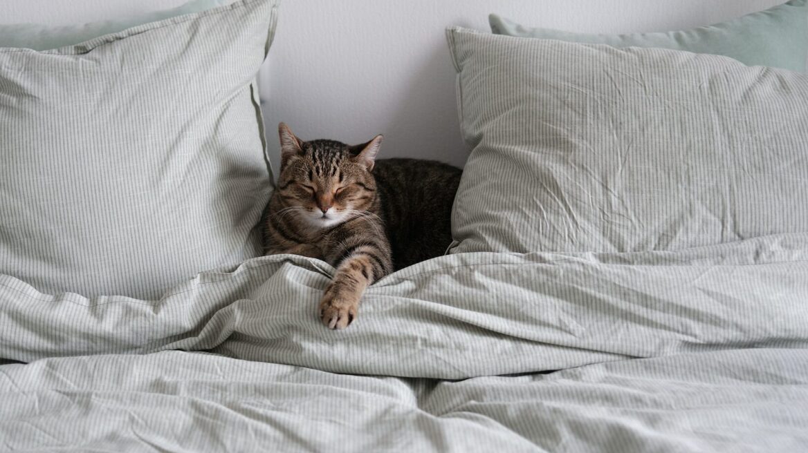 Έχετε δει στον ύπνο σας γάτα; Nα τι σημαίνει