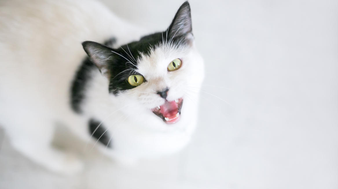 Οι λόγοι που η γάτα σας νιαουρίζει το βράδυ – Τι να κάνετε