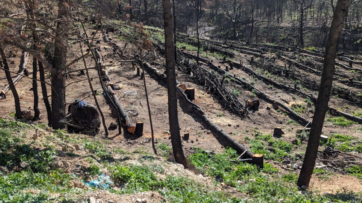 Πάρνηθα: Με ταχείς ρυθμούς προχωρούν τα έργα αποκατάστασης στα καμένα
