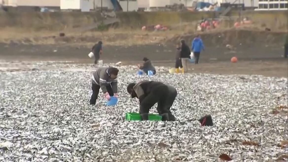 Ιαπωνία: Χιλιάδες νεκρά ψάρια ξεβράστηκαν σε παραλία - Δείτε βίντεο