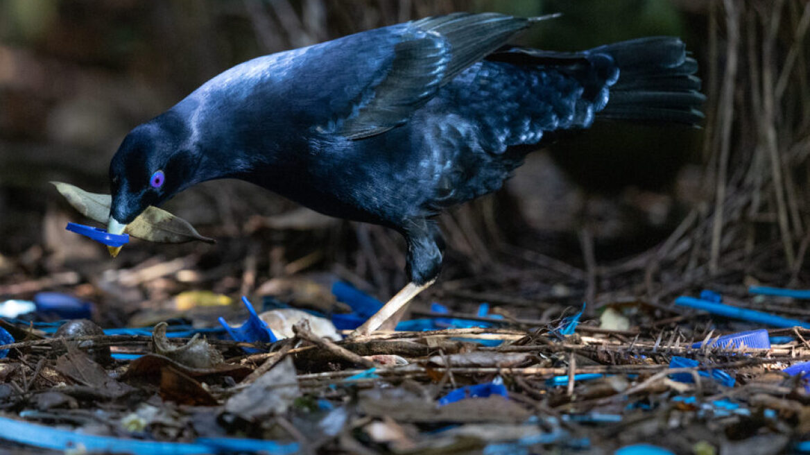 Αυτά είναι τα ζώα με τις πιο περίεργες τεχνικές ζευγαρώματος – Δείτε τα βίντεο
