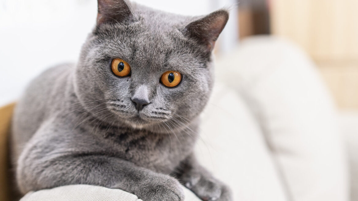 Γιατί οι γκρι γάτες είναι τόσο ξεχωριστές