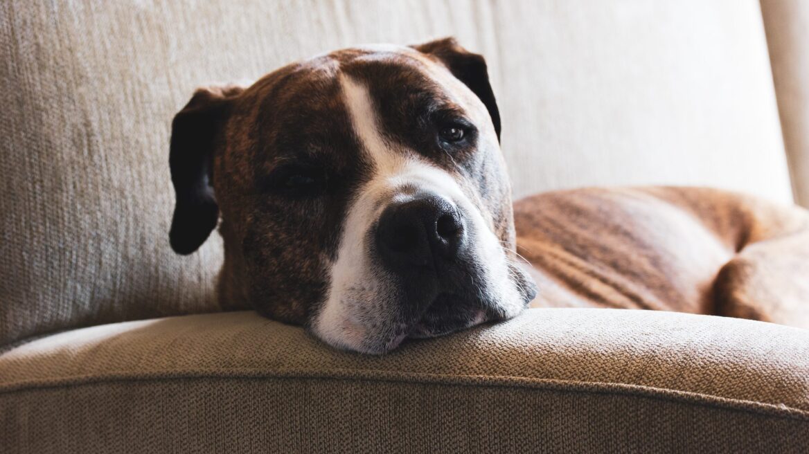 Διάταση-Συστροφή Στομάχου: Πώς θα αντιμετωπίσετε την απειλητική για τη ζωή του σκύλου, ασθένεια