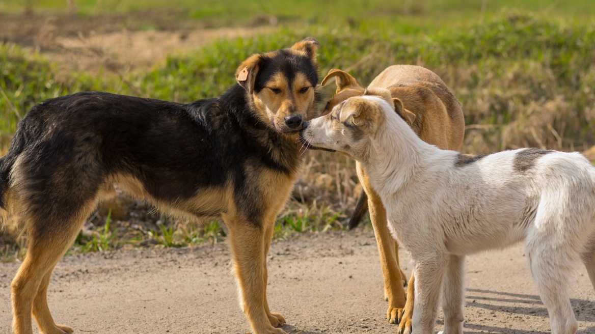 Εγκύκλιος για τα επιχειρησιακά προγράμματα των δήμων για τα αδέσποτα