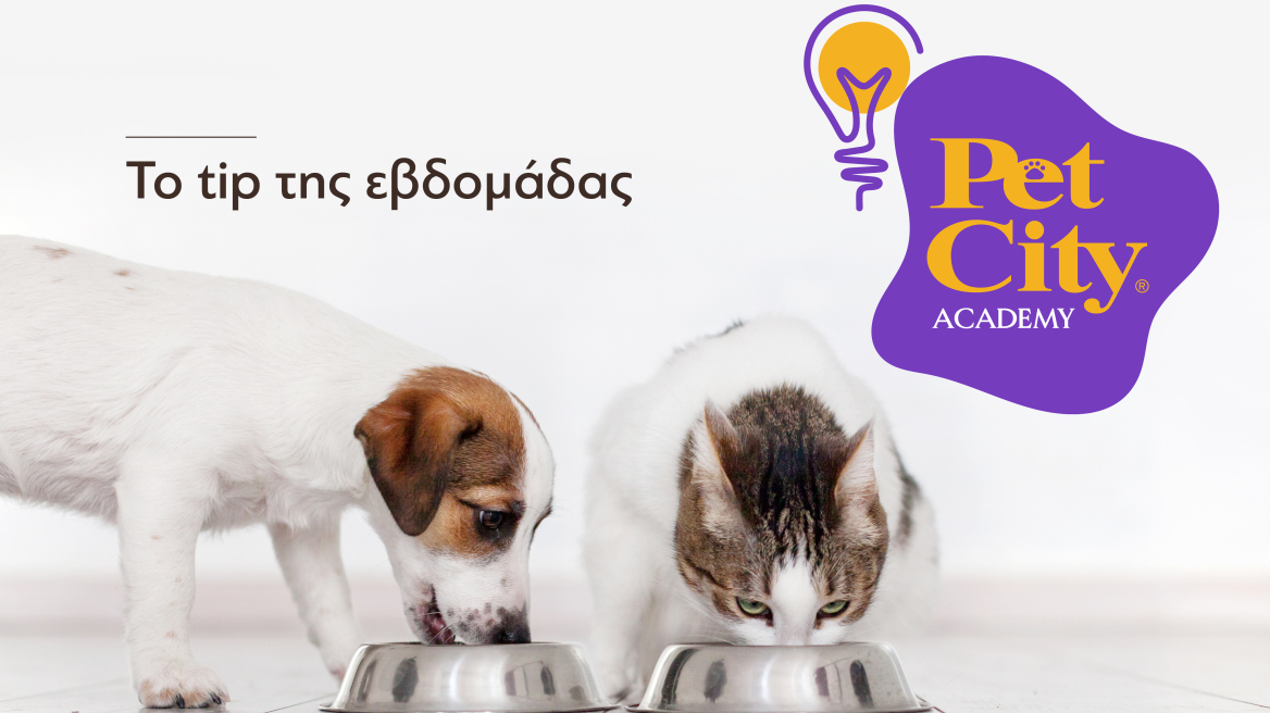 Πώς θα επιλέξετε την κατάλληλη τροφή για τον σκύλο και τη γάτα σας