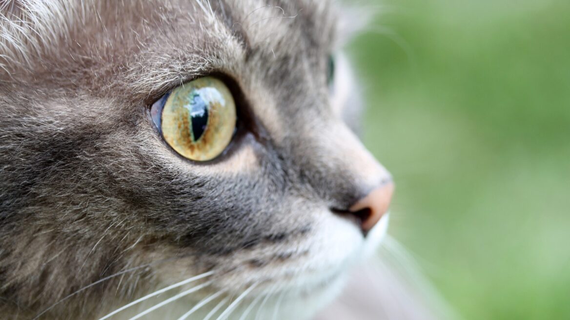 Τι σημαίνουν τα χρώματα των ματιών μιας γάτας