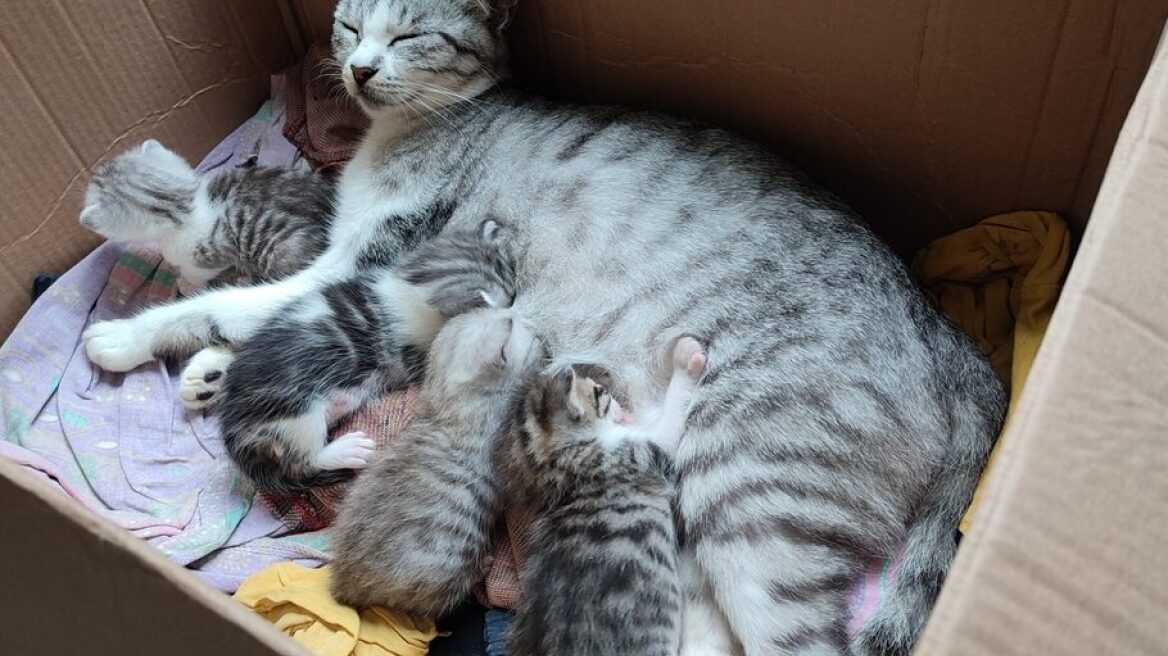 Πώς να φροντίσετε μια γάτα που έχει μόλις γεννήσει