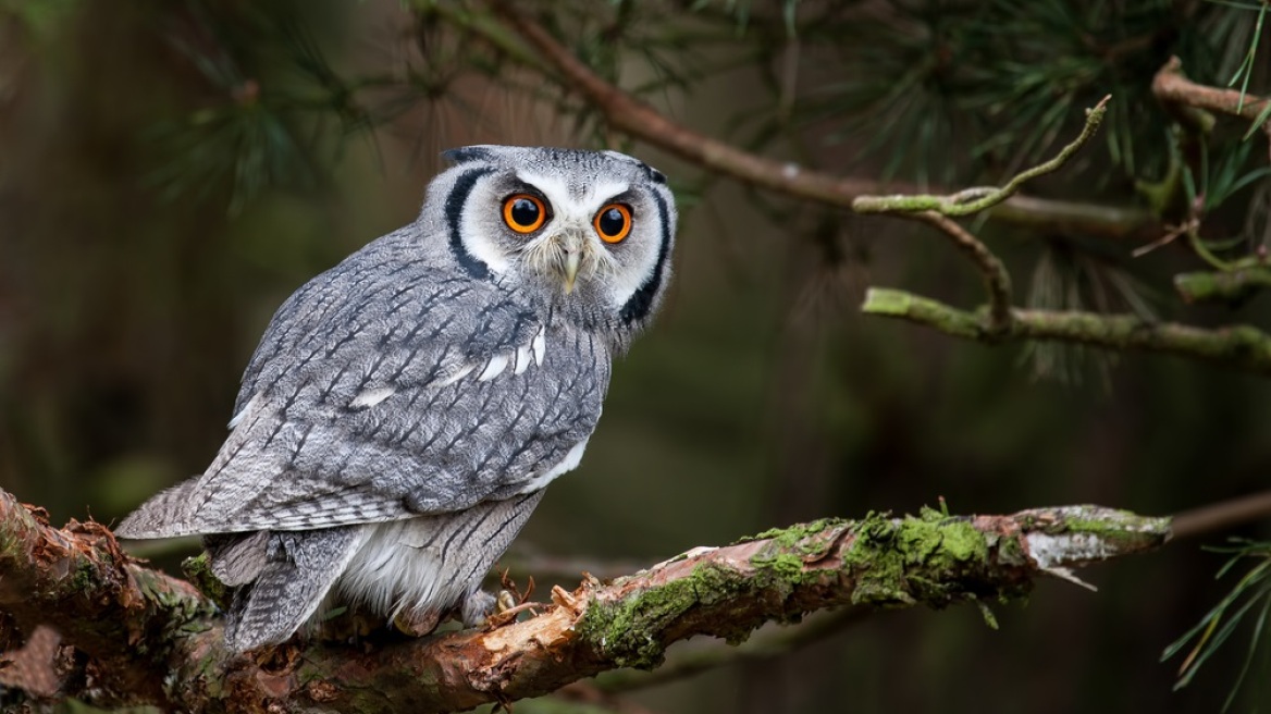 Κουκουβάγια, μπούφος, γκιώνης: Πώς ξεχωρίζουμε τα μυθικά γλαυκόμορφα
