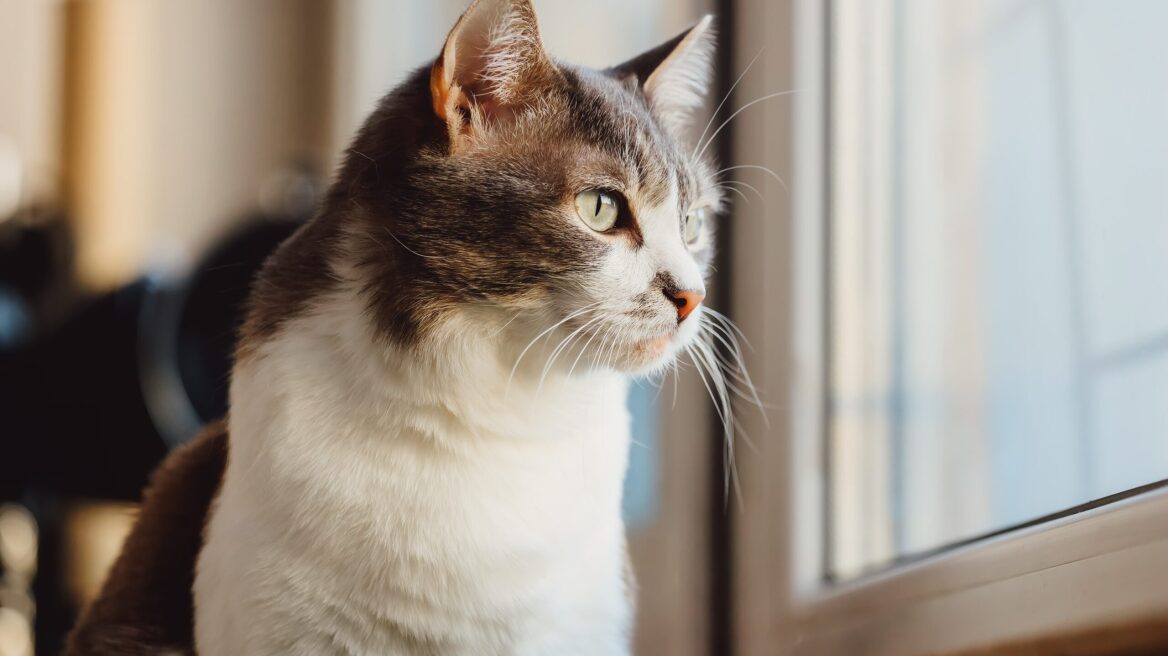 Η τοξοπλάσμωση στη γάτα -Τα συμπτώματα, η θεραπεία και η αλήθεια γύρω από τη μετάδοση στον άνθρωπο