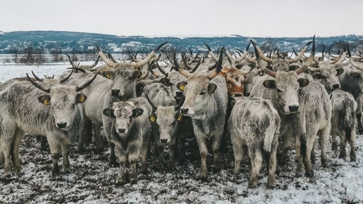 Σερβία: Επιχείρηση για τη διάσωση εκατοντάδων ζώων που παγιδεύτηκαν σε νησί του Δούναβη