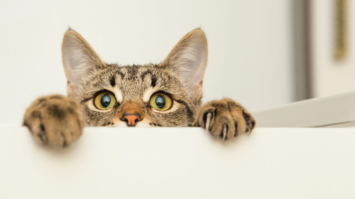 «Η περιέργεια σκότωσε τη γάτα» και άλλες παροιμίες με γάτες – Τι σημαίνουν;