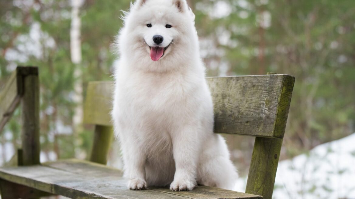 Ποιοι είναι οι χαμογελαστοί σκύλοι Samoyed -9 πράγματα που ίσως δεν γνωρίζετε