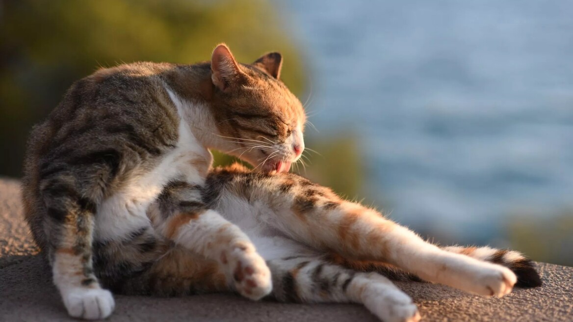 Ψυχογενής αλωπεκία: Τι μπορεί να συμβαίνει όταν μια γάτα περιποιείται υπερβολικά τον εαυτό της