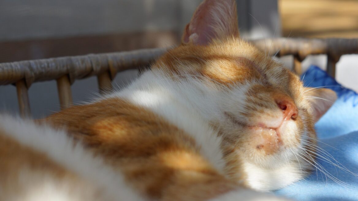 Τρέχουν σάλια από τη γάτα σας; 5 πράγματα που πρέπει να ξέρετε για αυτό