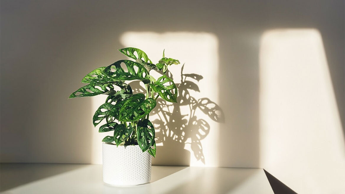 Αυτά είναι τα 5 φυτά που στολίζουν το σπίτι σας τις γιορτές
