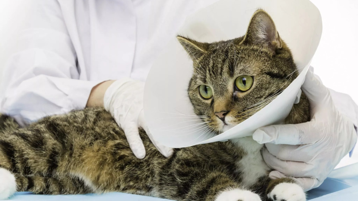 Για ποιους λόγους μπορεί να ακρωτηριαστεί μια γάτα- Πώς να τη βοηθήσετε μετά την επέμβαση