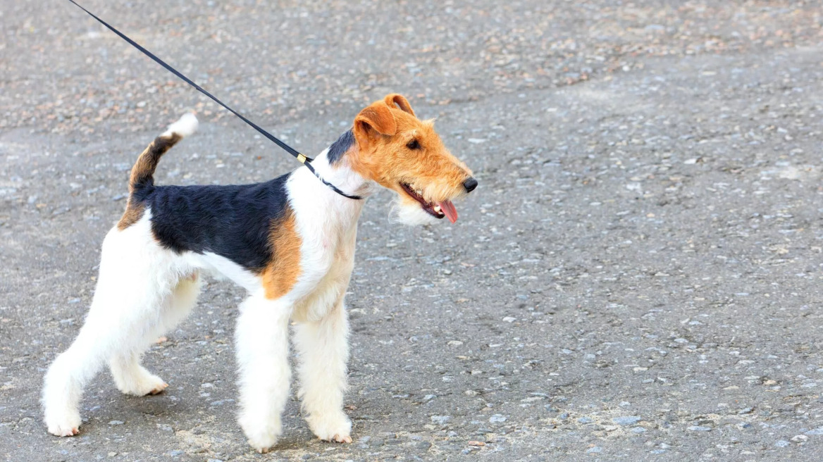 Όλα όσα πρέπει να ξέρετε πριν υιοθετήσετε ένα Φοξ Τεριέ