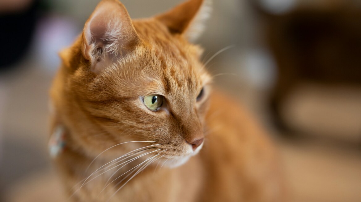 Όλα όσα πρέπει να γνωρίζετε για τις ginger γάτες