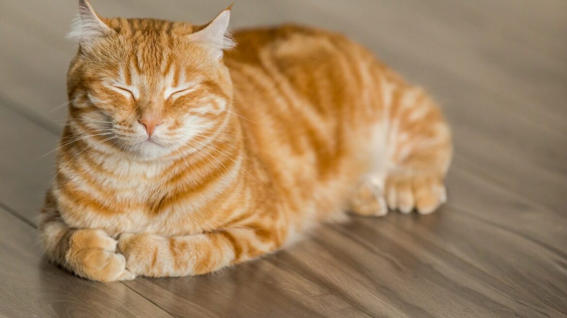 Iδεοψυχαναγκαστική διαταραχή στα κατοικίδια -Οι συμπεριφορές που παρουσιάζουν οι γάτες με OCD