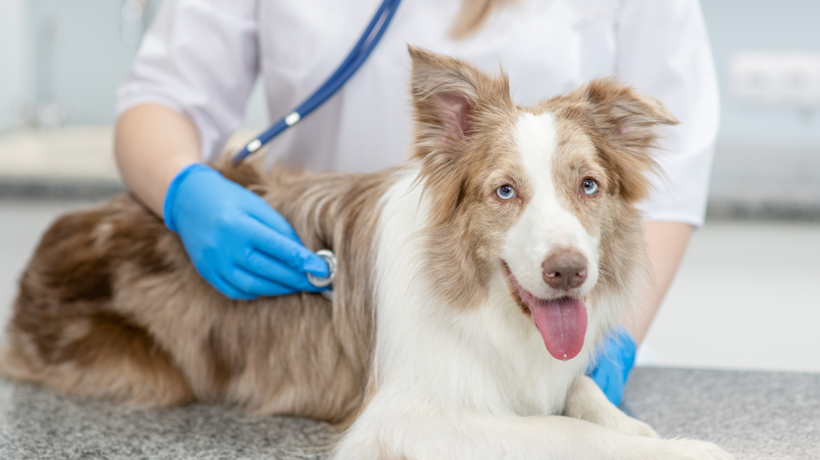 Πώς θα επιλέξετε τον κατάλληλο κτηνίατρο για τον σκύλο σας