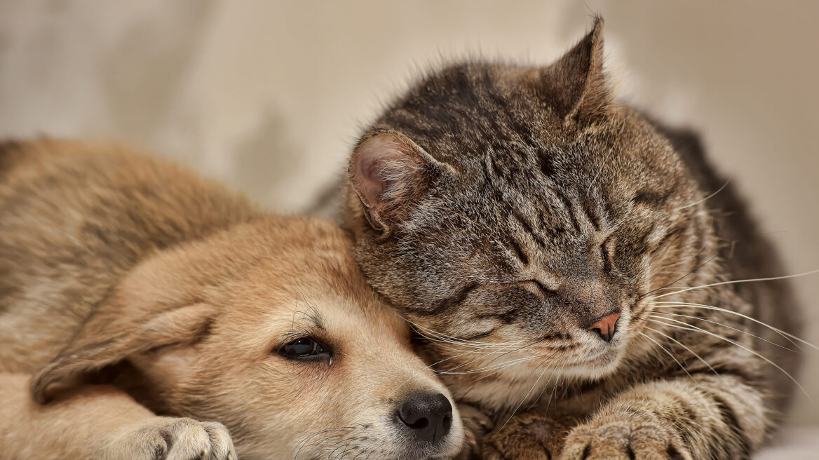 Τι είναι η λεπτοσπείρωση – Πώς μπορούν να προστατευτούν άνθρωποι και κατοικίδια