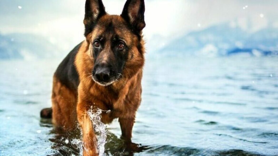 Η ιστορία του γερμανικού ποιμενικού Talero που συγκλόνισε την ανθρωπότητα το 2013