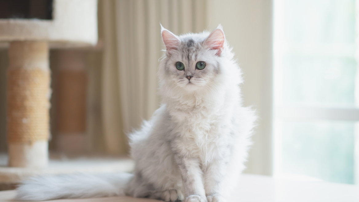 5 πράγματα που πρέπει να κάνετε για να κρατήσετε τη γάτα σας υγιή