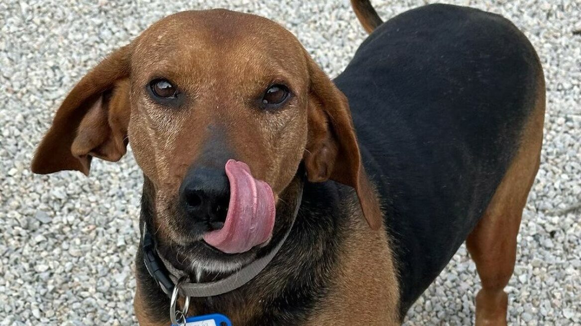 Η Κίρα με τα υπέροχα γλυκά μάτια σώθηκε από τις πλημμύρες της Θεσσαλίας και ψάχνει ένα μόνιμο σπίτι