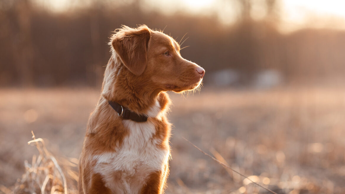 Τι είναι η λεϊσμανίαση του σκύλου γνωστή και ως «Kala azar» – Πρόληψη και θεραπεία
