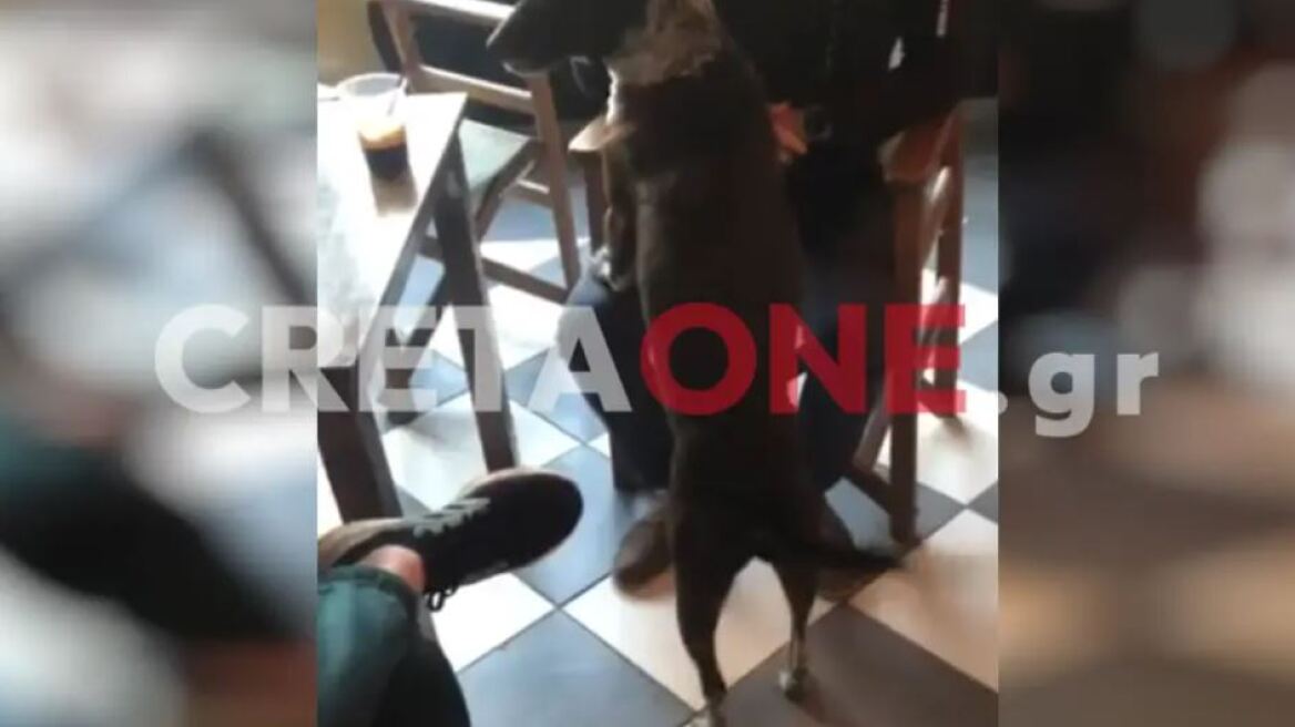 Κρήτη: Viral η αντίδραση σκύλου όταν ακούει το σάλπισμα για την έπαρση σημαίας - Δείτε βίντεο