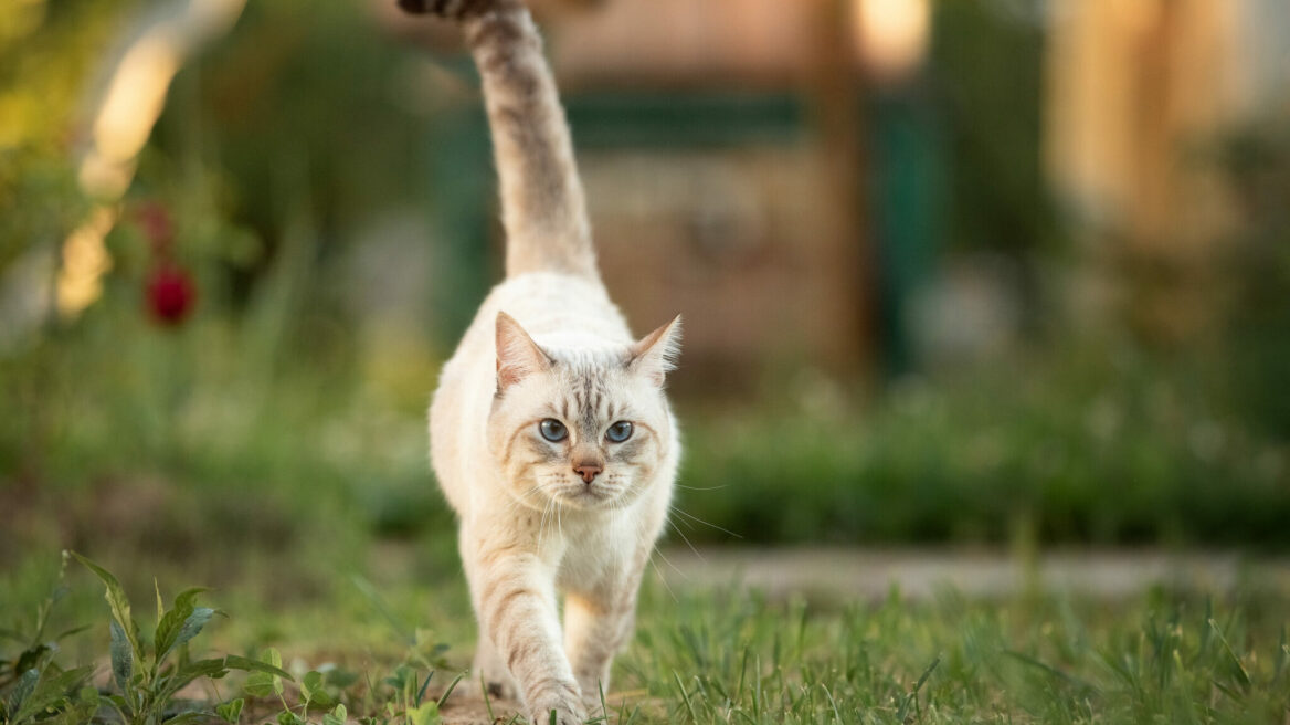Γιατί οι γάτες κουνάνε την ουρά τους
