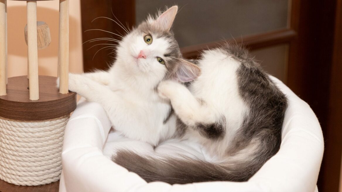 Κολλάνε οι γάτες εσωτερικού χώρου ψύλλους; Πώς γίνεται αυτό