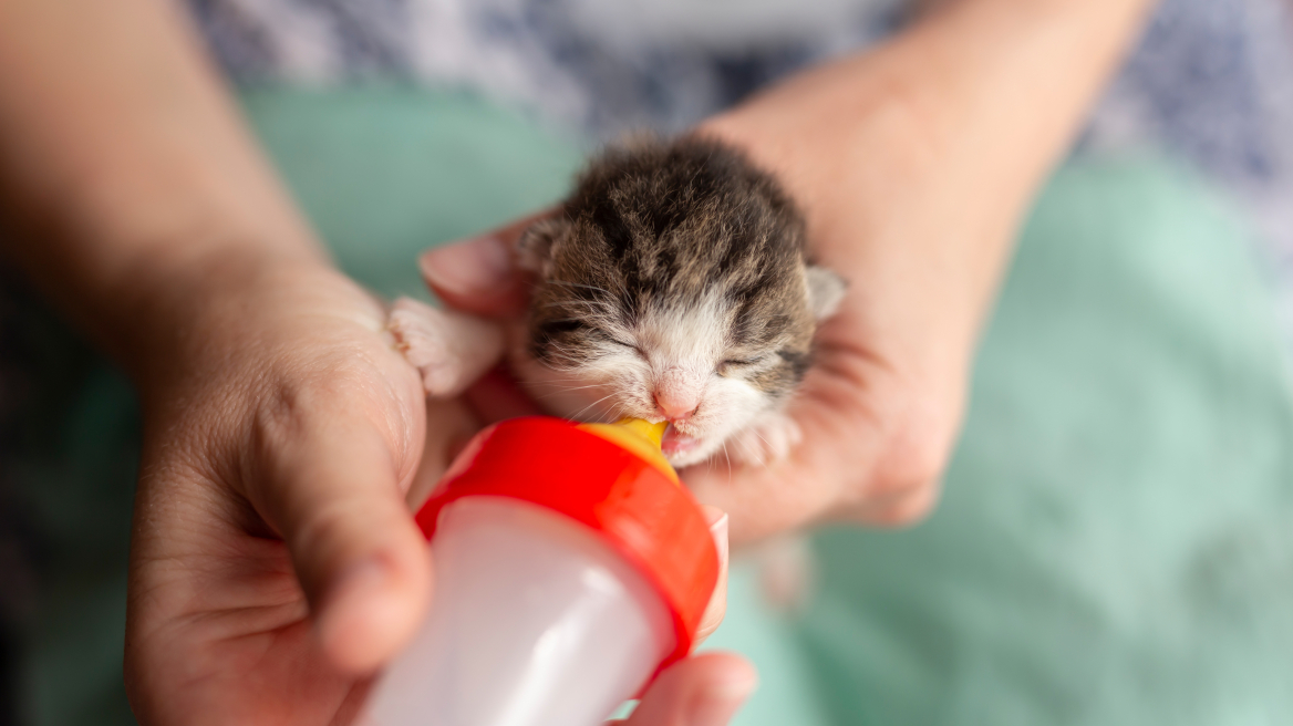Τι να ταΐσετε ένα νεογέννητο γατάκι σε έκτακτες περιπτώσεις