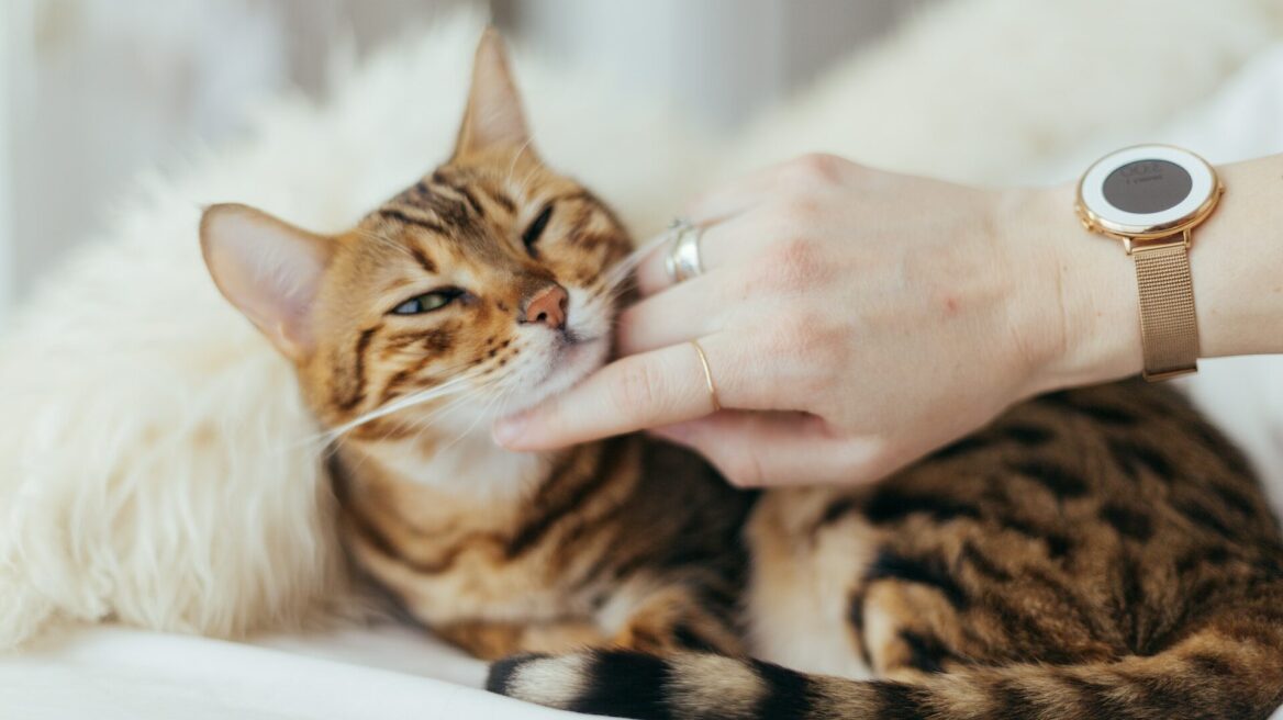 Άσθμα στις γάτες: Αιτίες, συμπτώματα, διάγνωση, αντιμετώπιση