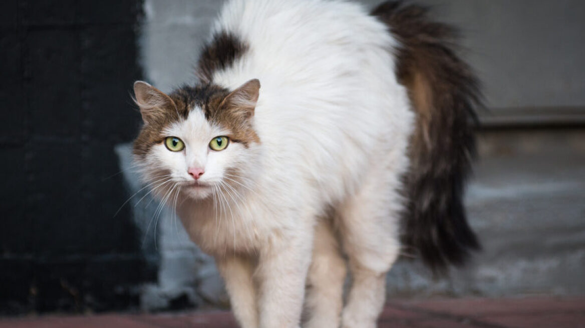 Τι είναι το Σύνδρομο Υπεραισθησίας της Γάτας