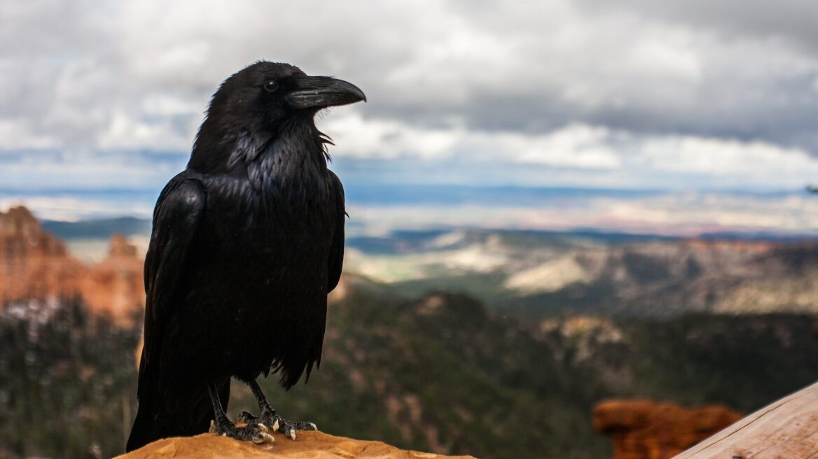 Τα πανέξυπνα κοράκια- Τι μπορούν να κάνουν οι διάνοιες του ζωικού βασιλείου