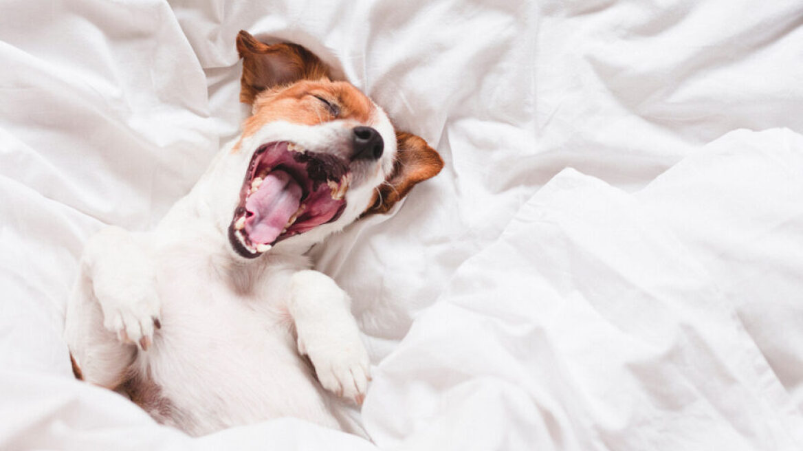 Γαβγίζει ο σκύλος σας στον ύπνο του; Τι να κάνετε