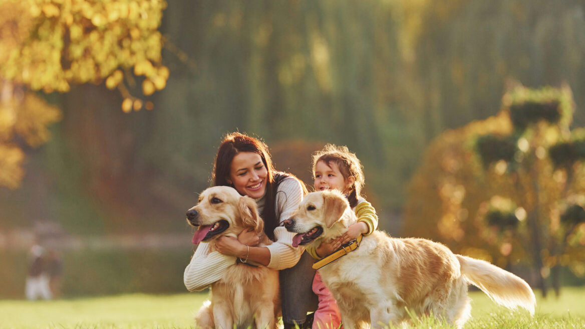 Πόσο ίδια είναι τα Labrador Retriever με τα Golden Retriever; Αυτές είναι οι βασικές διαφορές τους