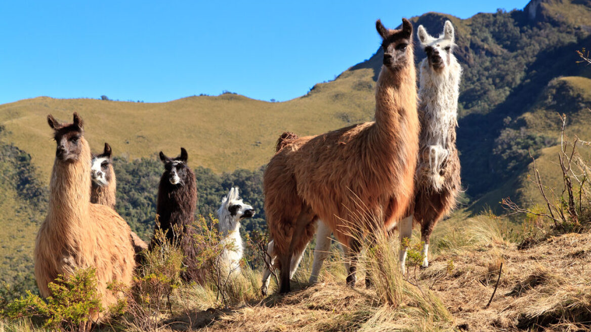 Τα λάμα και τα αλπάκα φτύνουν: Μύθος ή αλήθεια; 