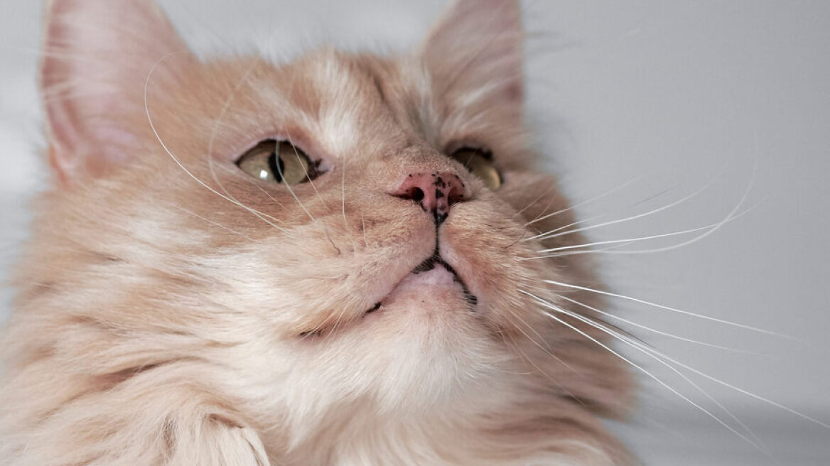 Τι σημαίνουν τα μαύρα στίγματα στη μύτη και στο στόμα της γάτας