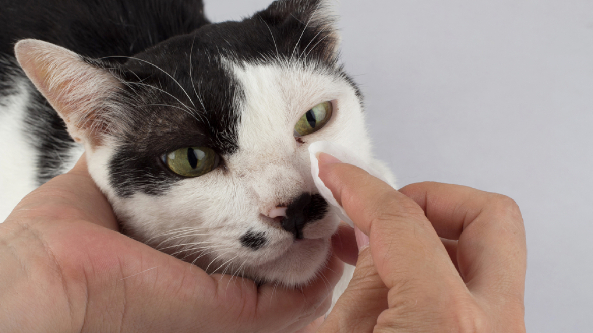 Γιατί δακρύζει η γάτα σας