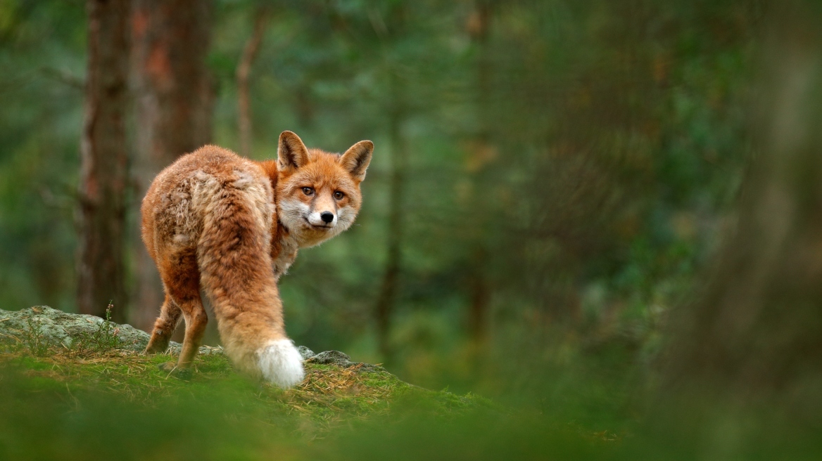 Κτηνωδία στην Κεφαλονιά: Σταύρωσαν και κρέμασαν αλεπού σε δέντρο αφού της έκοψαν την ουρά