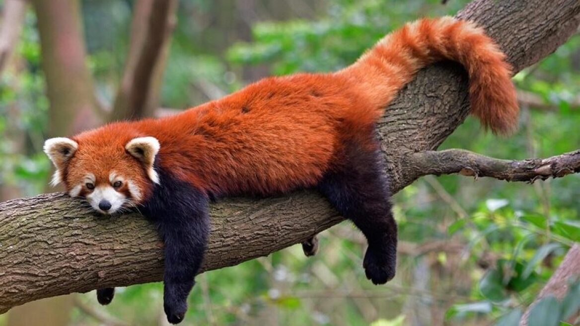 Αυτά είναι τα αξιολάτρευτα κόκκινα πάντα – Γιατί κινδυνεύουν από εξαφάνιση