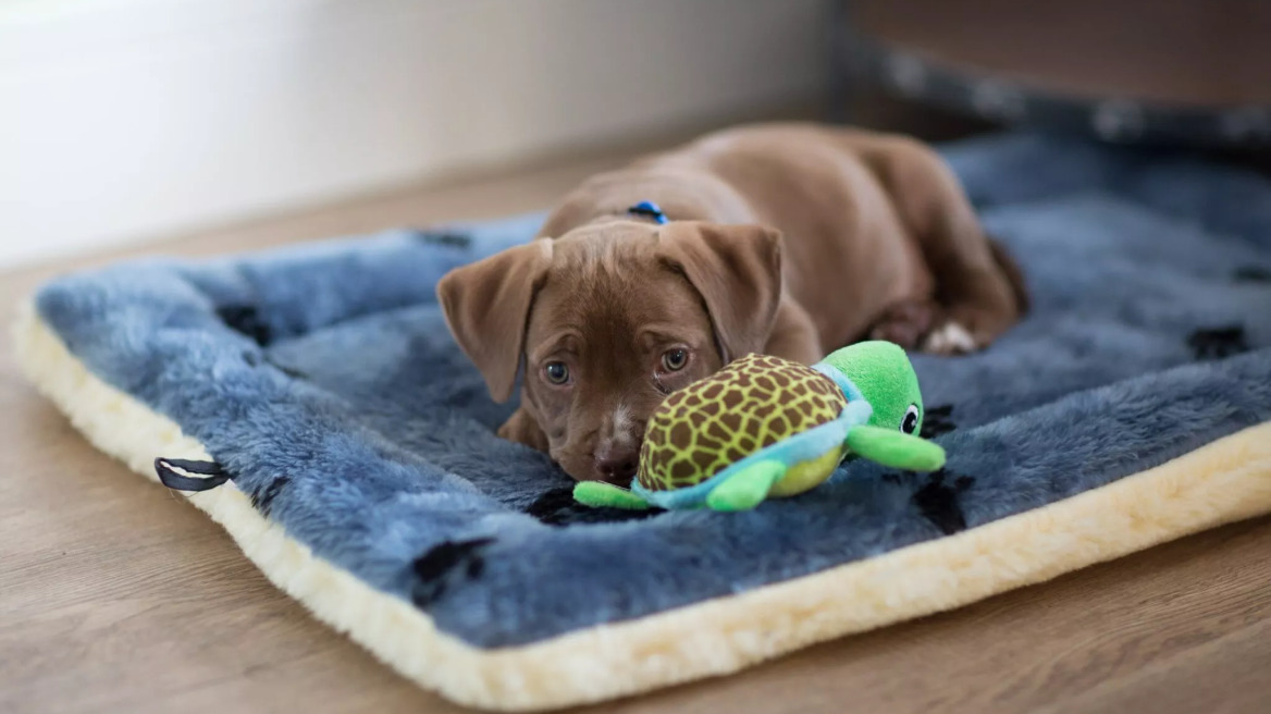 Κλαίει ο σκύλος σας στον ύπνο του; Αυτοί είναι οι 6 πιθανοί λόγοι