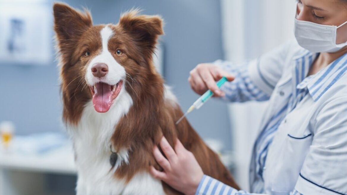 Ελπίδα δίνουν οι κλινικές μελέτες για το εμβόλιο κατά του καρκίνου των σκύλων