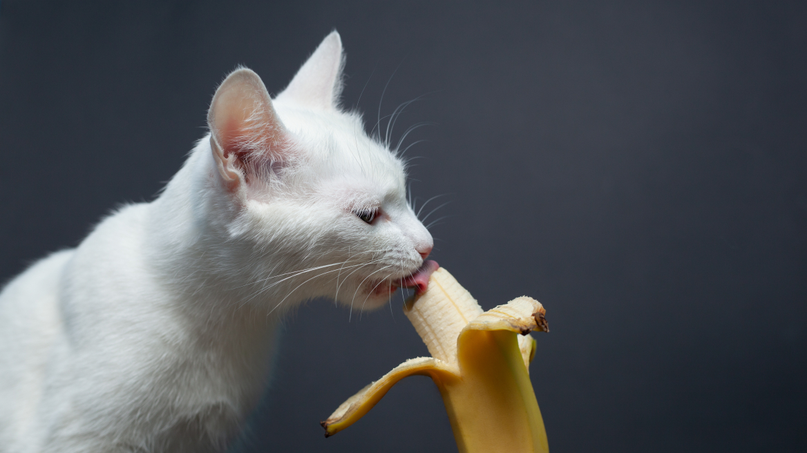 Επιτρέπεται ή όχι η γάτα σας να φάει μπανάνα