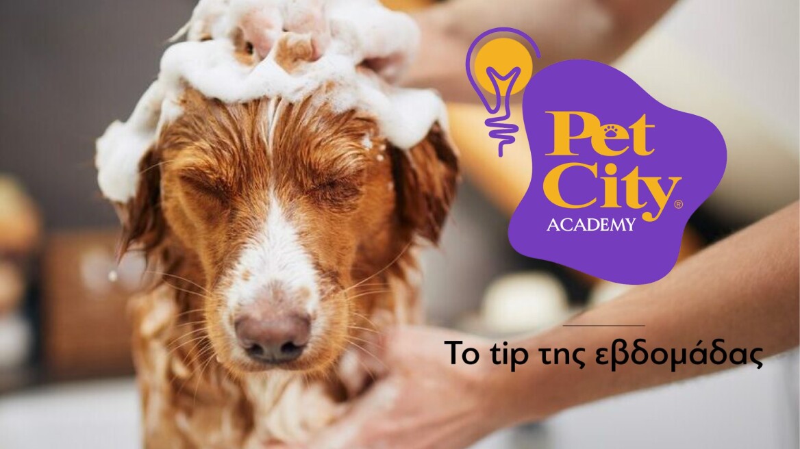 Χρήσιμα tips για το grooming του σκύλου σας